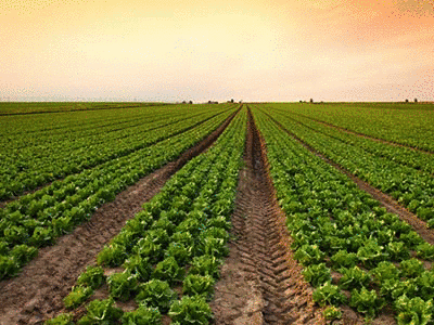 agriculture-and-food